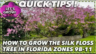 HOW TO GROW SILK FLOSS TREE [upl. by Otrebogir]