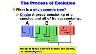 Macroevolution  Phylogenetic Tree  Clade  Monophyletic  Paraphyletic  Polyphyletic [upl. by Aennaej15]