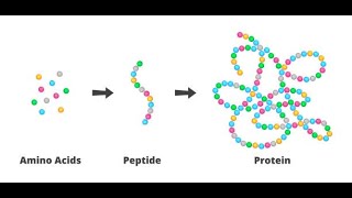 Immunity and peptides [upl. by Dupin]