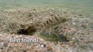 Curious Couple Snapping Shrimp amp Watchman Goby [upl. by Maclean669]