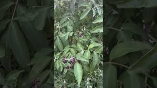 Native Food Plants  Elderberry [upl. by Perpetua]