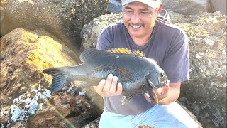 Redondo Beach Breakwall  pescando mojarras grandes Opaleye [upl. by Shaw674]