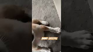 Jimmy ajja  My new 🐶 Jimmy viral suscriber [upl. by Inama678]