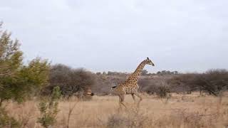 Giraffe The Tallest Animal on Earth [upl. by Newel209]