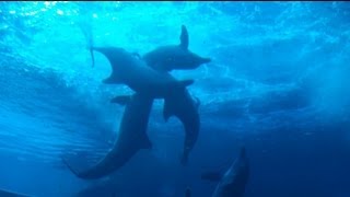 Dolphins mating  SEA aquarium Marine Life Park [upl. by Ihculo]