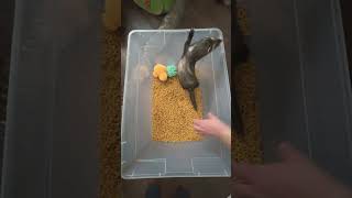 Ferret in Macaroni viral ferret tiktok [upl. by Bakeman]