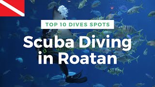 Top 10 Scuba Dives in Roatan [upl. by Anaela14]