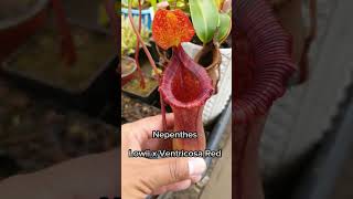 Nepenthes Lowii x Ventricosa Red carnifans plantascarnivoras [upl. by Bierman]