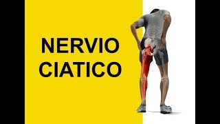 Nervio Ciatico y Dermatomas Sintomas de Entumecimiento y Hormigueo Ciatica [upl. by Adnilak869]