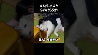 愛犬がやっちゃう罪深き所業 グレートピレニーズ greatpyrenees ゴールデンレトリバー 癒し 犬のいる生活 パーニーズ 愛犬 可愛い 大型犬パピー [upl. by Willtrude]