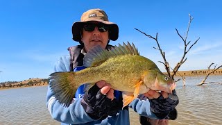 Lure fishing for yellowbelly at Cairn Curran [upl. by Ysirhc737]