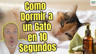 🐱 ¿COMO DORMIR A UN GATO EN 10 SEGUNDOS 🐱 [upl. by Courcy685]