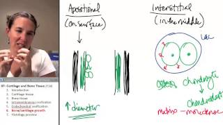 Bone  Cartilage 6 Growth [upl. by Drwde]