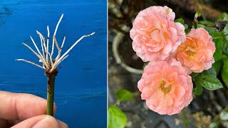 Roses take root extremely well thanks to this method of propagation [upl. by Atilahs]