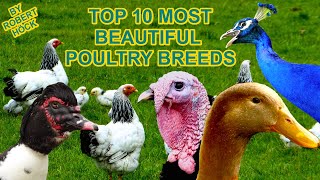 TOP20 MOST BEAUTIFUL POULTRY rare breeds of chicken geese ducks guinea fowl pigeons film [upl. by Nerb]