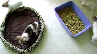 Litter Box Training Puppies Playin Toy Breed [upl. by Queena]