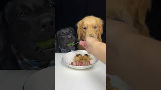 Lets See What New Dish We Have Today Golden and Labrador Cute Pet Debut Plan [upl. by Nellie575]