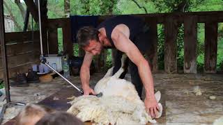 Démonstration de tonte de mouton  Fête de la tonte  Ardèche  Ardelaine [upl. by Darrow]