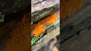 Slime Mold Myxomycetes Time Lapse Tutorial and Compilation ft Dirtwire  You Got to Move [upl. by Countess]