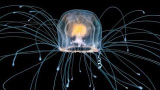 The Immortal Jellyfish 🌊🐙Turritopsis Dohrnii [upl. by Reilamag844]