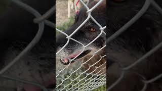 Rescue Wolfdog Loves to Growl and It Might Sound Scary to Some shorts [upl. by Peoples]