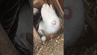 Chinese Goose pushing out an egg goose homestead homesteading farming [upl. by Aihsened]