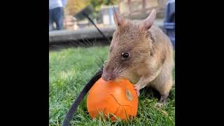 Giant pouched rat stuffs her cheeks with tiny pumpkin treats [upl. by Samson894]