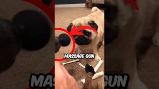 How To Use A Massage Gun On A Pug yardleyandgigi shorts pug dog pets animals [upl. by Waki463]