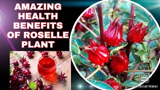 AMAZING HEALTH BENEFITS OF ROSELLE PLANT [upl. by Tocci]