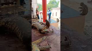 Cute monkey 🐒 monkey viral trending shortvideos babyanimal funny animals shots monkeylover [upl. by Debbra]