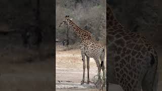 Giraffe at Kruger National Park South Africa [upl. by Ahsart854]