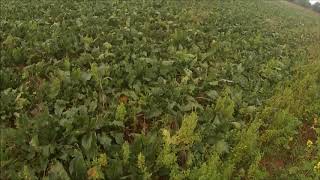 chasse au faisan en plaine avec mon setter anglais mettre en hd [upl. by Enelahs]