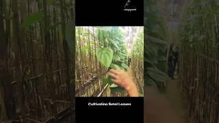 Betel Leaf Cultivation and Processing 🌟 FarmToMarket BetelLeaves NatureLovers [upl. by Aneen]