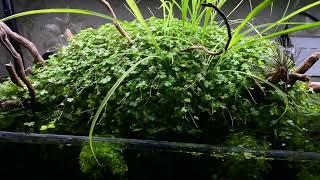 Hydrocotyle Tripartita growing out of the water Heavily planted tank [upl. by Vyse]