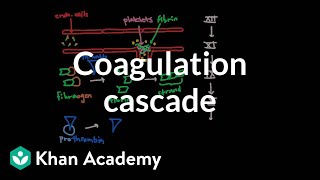 Coagulation cascade  Human anatomy and physiology  Health amp Medicine  Khan Academy [upl. by Dugas]