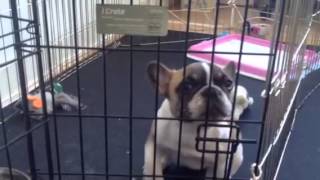 Puppy french bulldog Cosmo whining [upl. by Yoc]