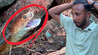 The cobra snake attacked him from the abandoned cooking wood attacked cobrarescued rescue 4k [upl. by Ecyob]