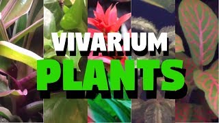 Top 5 Tropical Vivarium Plants [upl. by Asenej321]