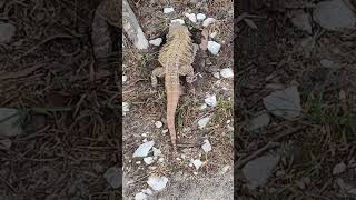 Beardie digging a tunnel Rizzle da wizard beardeddragon beardie beardielove [upl. by Darreg]