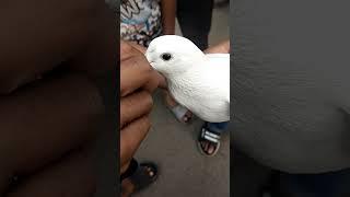 Nasal kabutar pigeon kabutar viralvideo [upl. by Darnell]