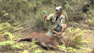 Sika Deer Hunting with our Universal Game Caller  NZ Hunting Adventures Vol 2  Part 2  The Rut [upl. by Yltsew]