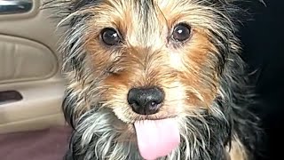 Cute Yorkie Poo Lily is bonkers for blueberries yorkipoo cute dog viral subscribetomychannel [upl. by Gotthelf755]