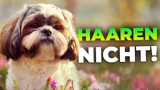 Top 10 Hunde die nicht haaren Allergikerfreundliche amp reine Hunderassen [upl. by Earahs]