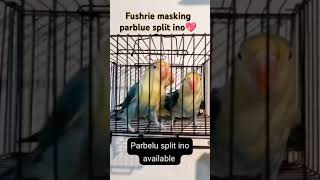 Parblue split ino lovebirds  all lovebirds motation  Lutino lovebirds  Lutino opaline lovebirds [upl. by Atiekan]