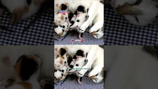 Newborn kittens instinctively nurse from their mother newbornkittens NursingInstinct mothercat [upl. by Reichert376]