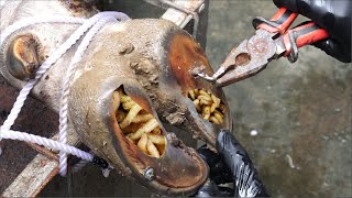 Cut Trim and Cleaning Screw with Nails WAS STUCK IN cows hoof [upl. by Aket219]