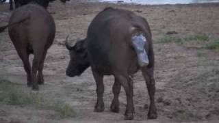 Cape Buffalo being born [upl. by Akenahc]