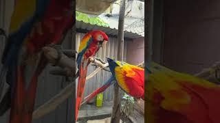 guacamaya 🧡😭 [upl. by Alekehs]