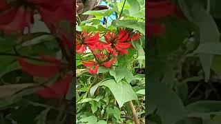 Erythrina indica Kodaikanal medicinal antioxidant kodaikanal shorts [upl. by Omrelliug]