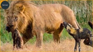 20 Most Ruthless Lion Attacks Ever Recorded Wild Animals [upl. by Roel]